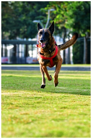 2020-动物-马犬-马犬-动物 图片素材