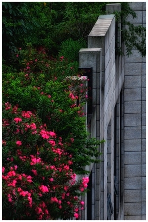 2020-风景-春天-春色-花 图片素材