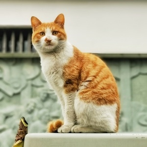 杭州-华为-手机摄影-动物-猫咪 图片素材