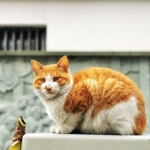 杭州-华为-手机摄影-动物-猫咪 图片素材