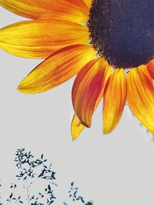 朦胧美-植物-自然-植物-向日葵 图片素材