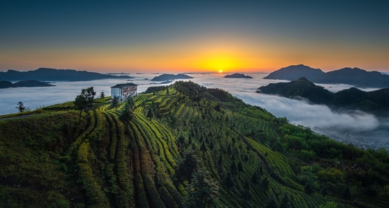 日出-云海-茶山-植物-绿色 图片素材