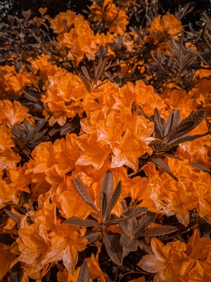 花朵-风景-家乡的美-在路上-手机摄影 图片素材