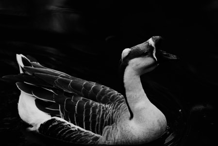 动物-鹅-黑白-暗调-羽毛 图片素材