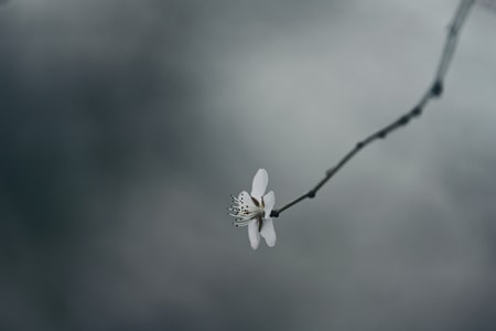 简约-花朵-山桃花-春天-植物 图片素材
