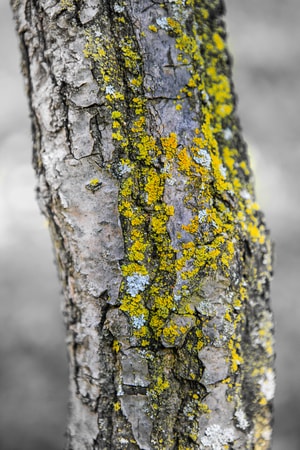 自然-生态-植物-苔藓-树木 图片素材