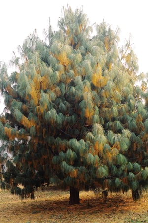 植物-自然-松树-乔松-松树 图片素材
