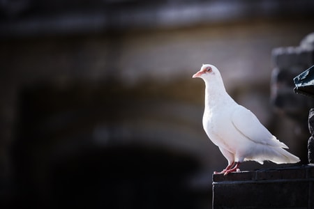 动物-鸽子-鸟-哈尔滨-索菲亚大教堂 图片素材