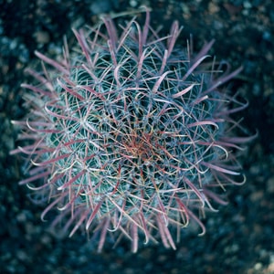 仙人球-植物-自然-色彩-植物园 图片素材