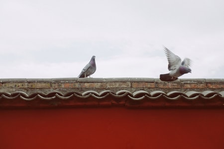 动物-鸽子-建筑-红墙-五台山 图片素材