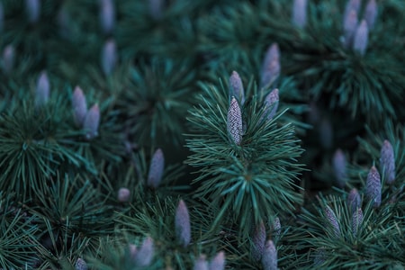 植物-自然-松树-雪松-果实 图片素材