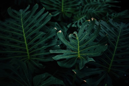 植物-叶-自然-绿叶-墨绿 图片素材