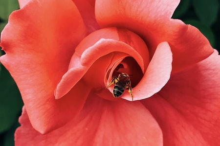 自然-植物-花卉-月季-红 图片素材