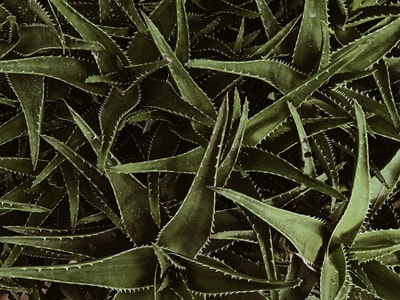 叶子-植物-自然-手机拍摄-植物 图片素材
