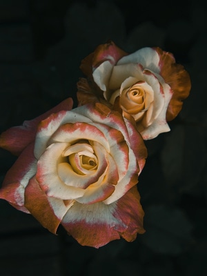 静物-花卉-花朵-月季-暗调 图片素材