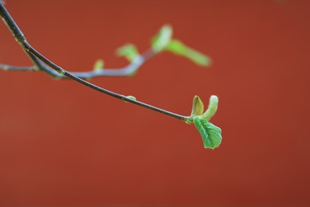 色彩-红色-植物-玉兰-红墙 图片素材