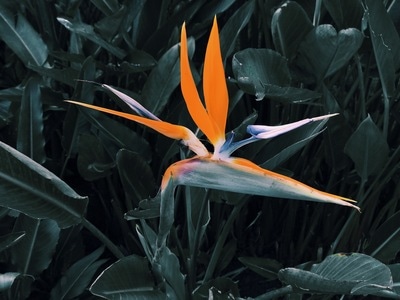 花卉-植物-黄色-鹤望兰-天堂鸟 图片素材