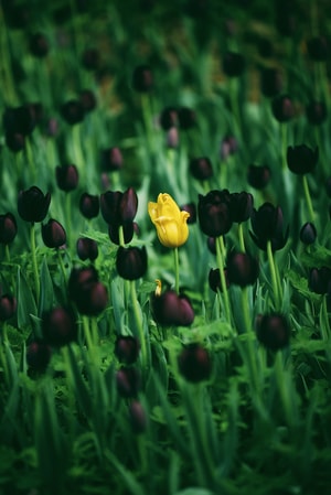 郁金香-花卉-植物-花-色彩 图片素材