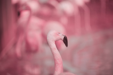 动物-火烈鸟-北京-动物园-粉色 图片素材