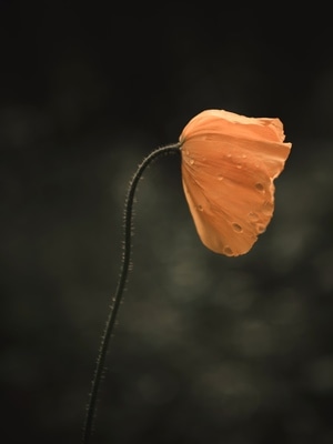 花卉-静物-花朵-色彩-虞美人 图片素材