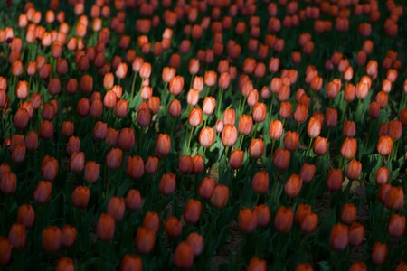 郁金香-植物-花卉-色彩-红色 图片素材