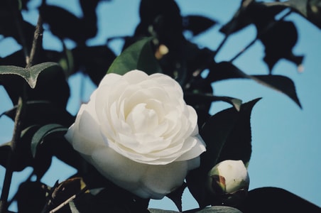 植物-山茶花-白色-花-自然 图片素材