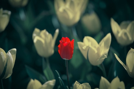 郁金香-花卉-花-植物-红色 图片素材
