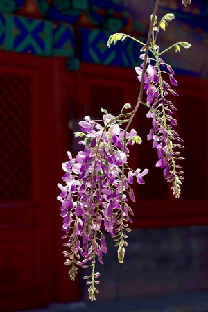 花-植物-自然-紫藤花-大觉寺 图片素材