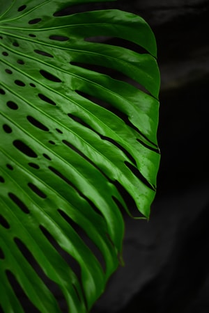 植物-叶-自然-绿色-绿叶 图片素材