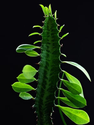 植物-自然-绿叶-仙人柱-春天 图片素材