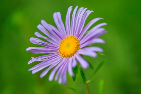自然-植物-色彩-菊花-植物 图片素材
