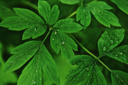 叶-自然-植物-绿叶-水珠 图片素材