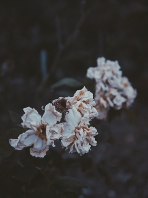 静物-我要上封面-花-自然-植物 图片素材