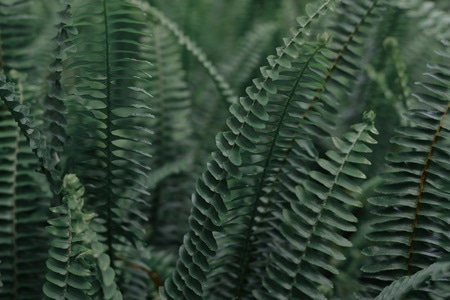 叶子-绿叶-珠海-白莲洞公园-植物 图片素材