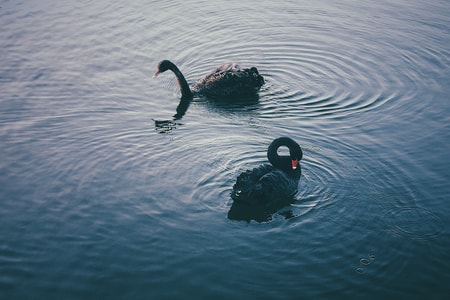动物-黑天鹅-颐和园-自然-生态 图片素材