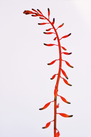 植物-花卉-花-色彩-红色 图片素材