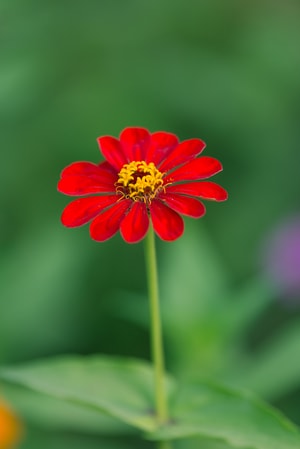 菊花-植物-自然-色彩-红色 图片素材
