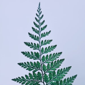 植物-自然-绿叶-蕨类-简约 图片素材