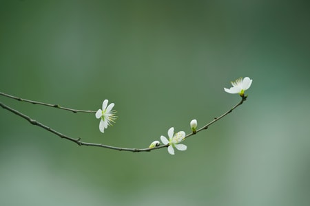 植物-自然-花朵-春天-北京 图片素材
