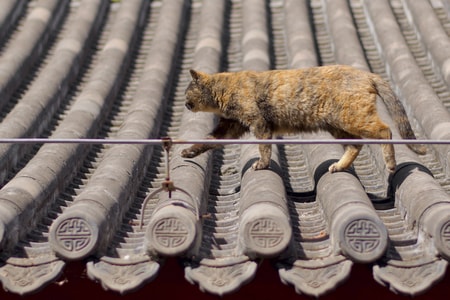 动物-猫-建筑-大觉寺-北京 图片素材