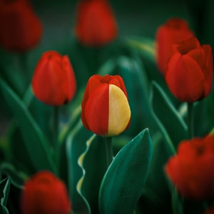 红色-色彩-黄色-花瓣-花卉 图片素材