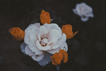 月季-花卉-暗调-植物-自然 图片素材