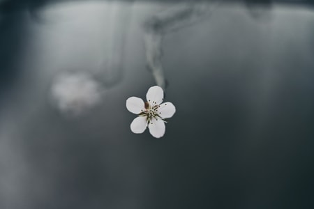 简约-花朵-山桃花-春天-植物 图片素材