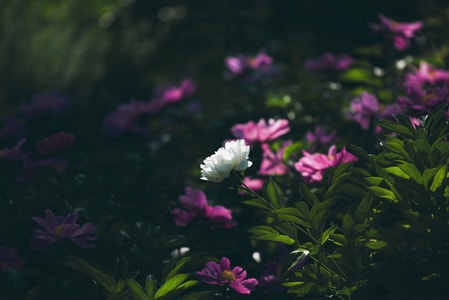 牡丹-植物-花-花卉-景山公园 图片素材