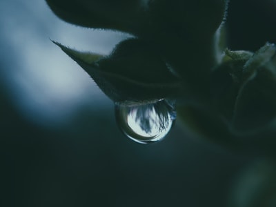 手机摄影-水滴-北京-水滴-水珠 图片素材