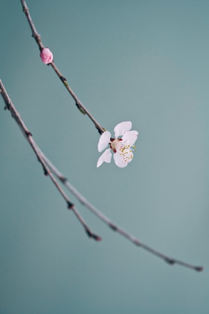 简约-山桃花-春天-花朵-自然 图片素材