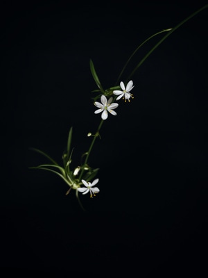 吊兰-暗调-植物-静物-你好2020 图片素材