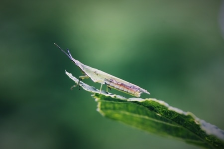 你好2020-自然-昆虫-生态-微距 图片素材