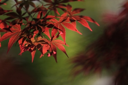 自然-风景-秋叶-叶子-红叶 图片素材