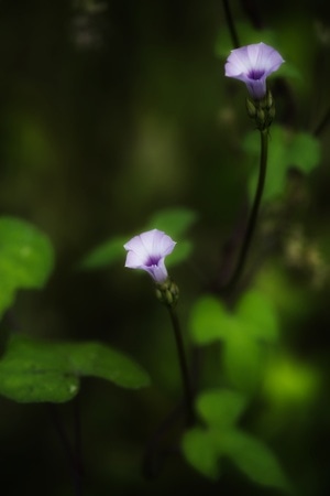 自然之美-花卉-花-花卉-花朵 图片素材